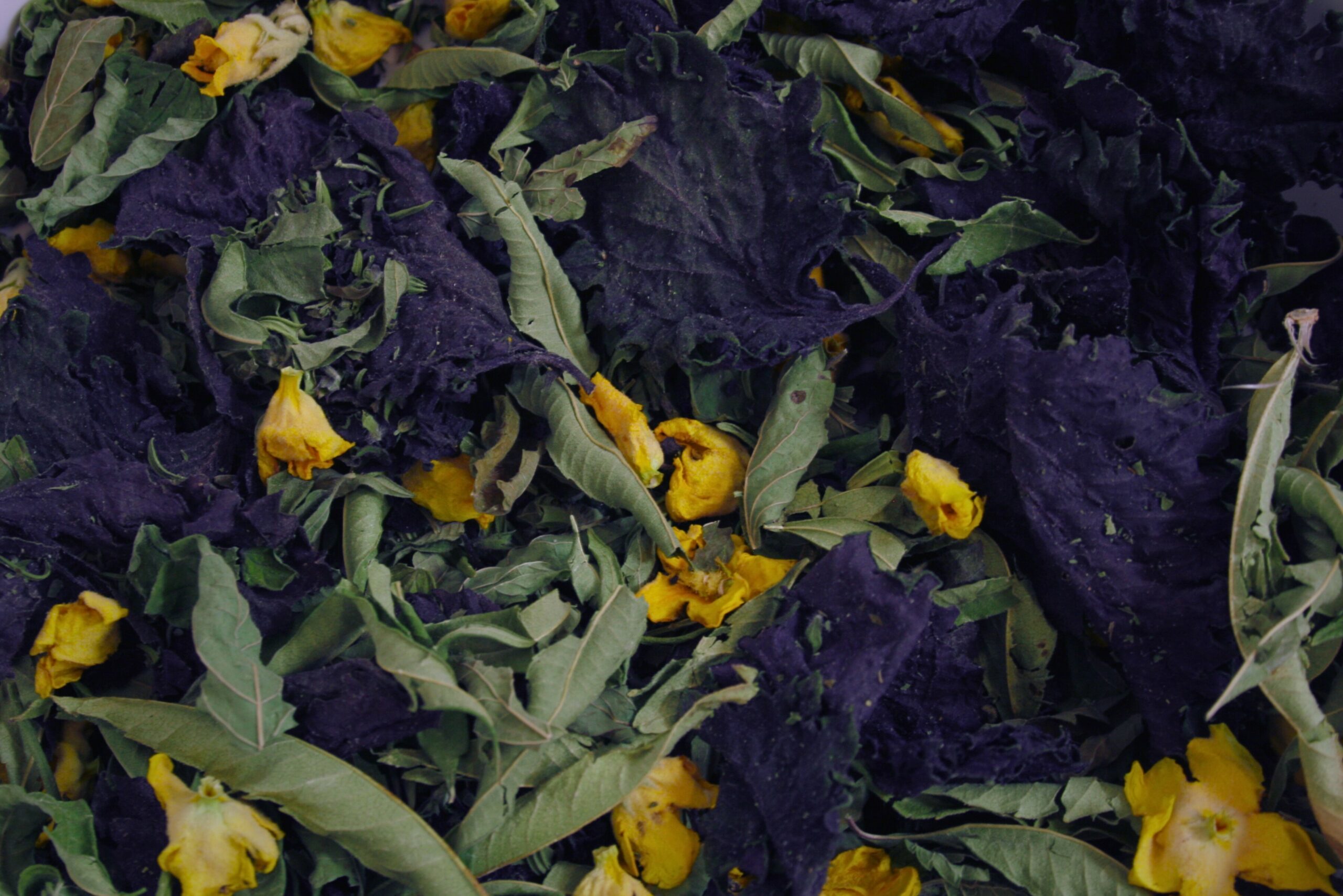 Plantes Infusé N°8