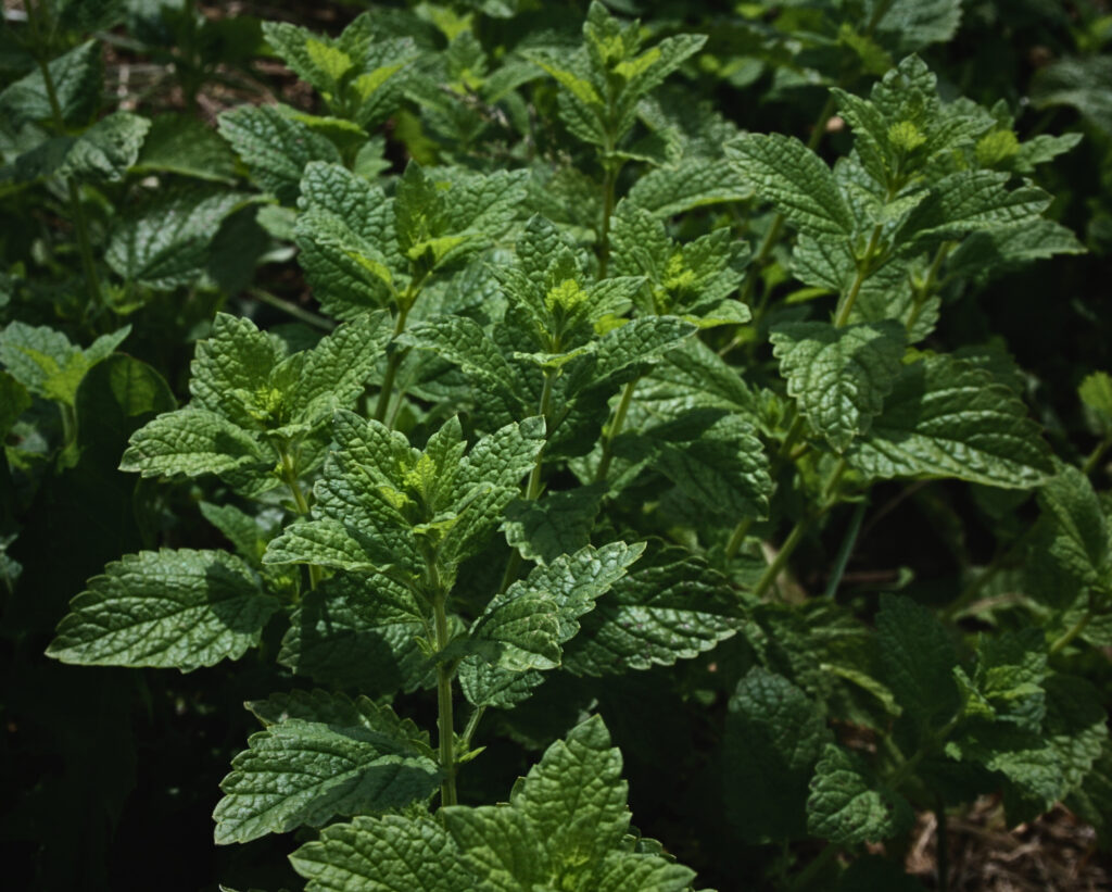 Vue d’un champ de mélisse (*Melissa officinalis) en pleine croissance, avec des plants verts et abondants, illustrant la culture de cette plante aromatique.