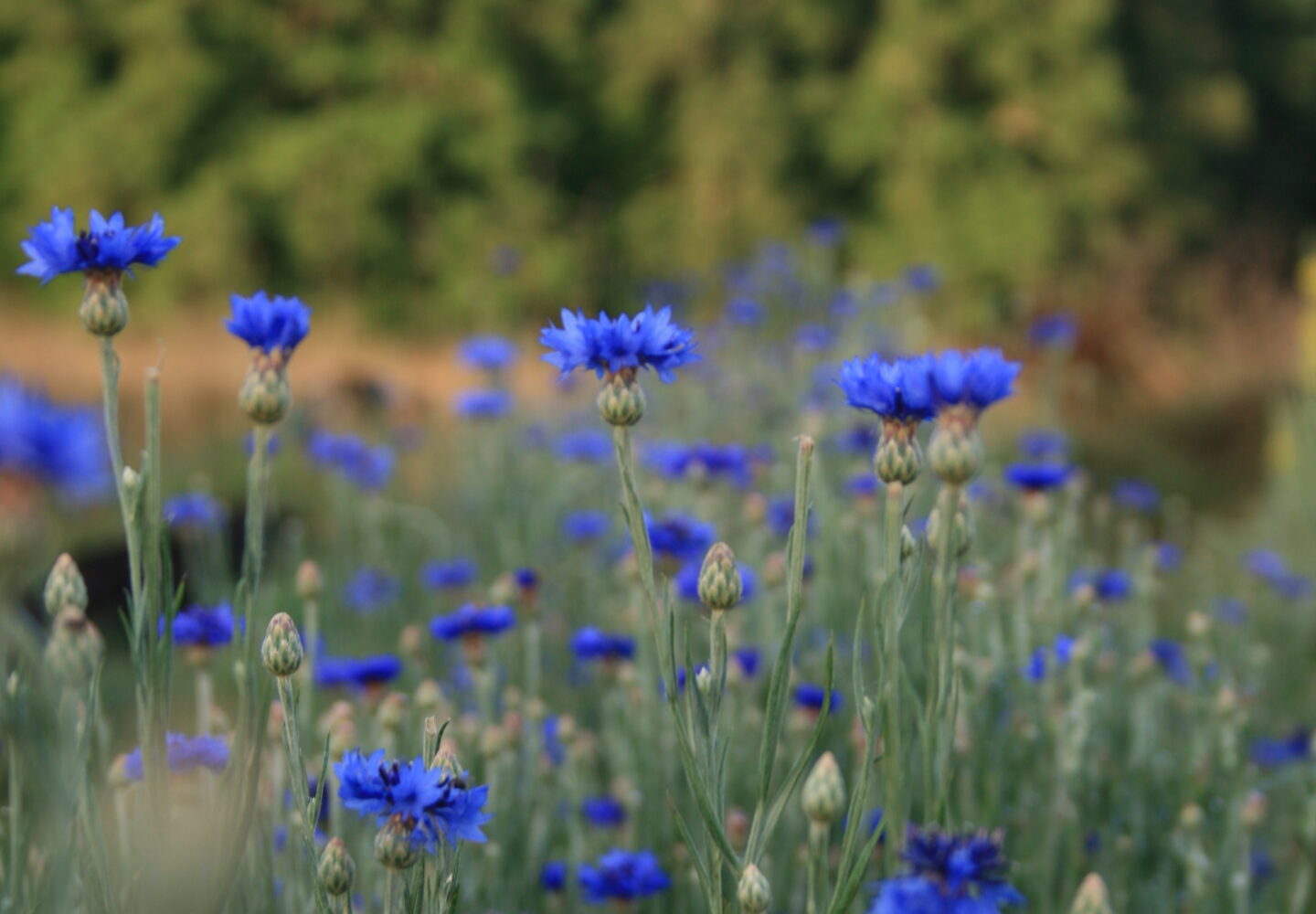 Champs de Bleuets - ALPA