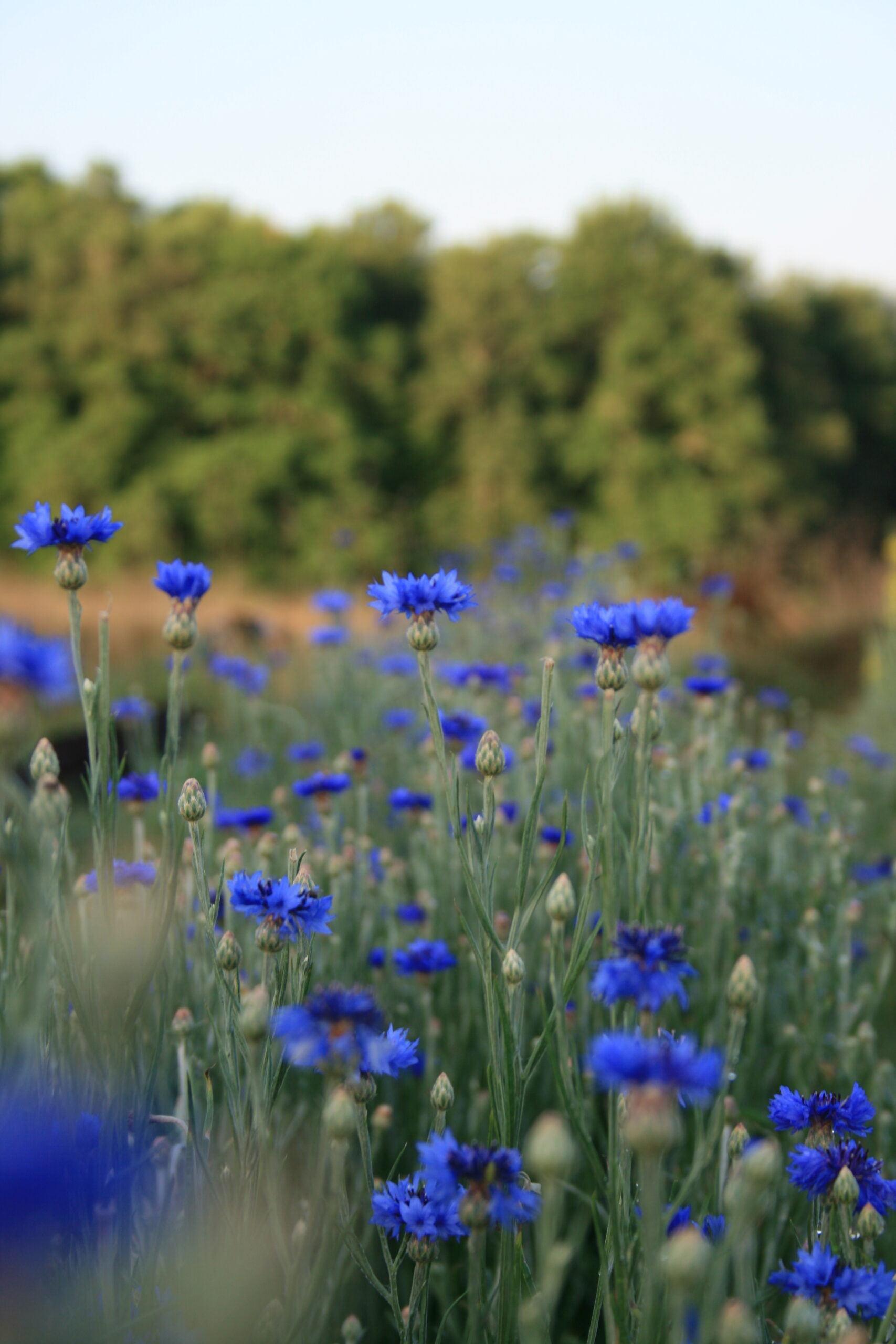 Champs de Bleuets - ALPA