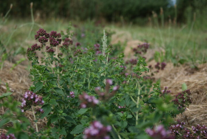 Marjolaine à Coquille