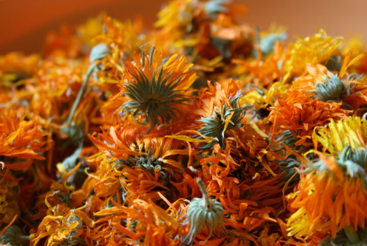 Calendula