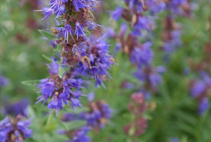 Hysope Officinale